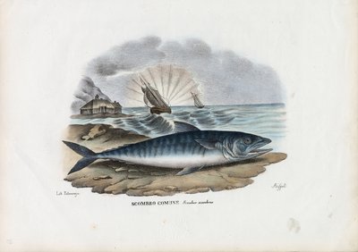 Atlantic Mackerel, 1863-79 by Raimundo Petraroja